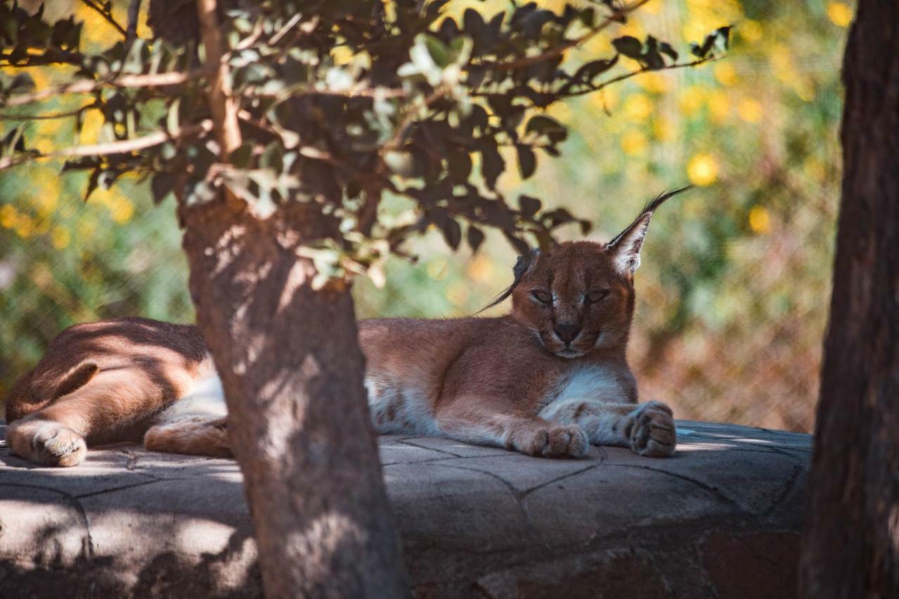 Chaminuka Lodge Lusaka Eksteriør bilde